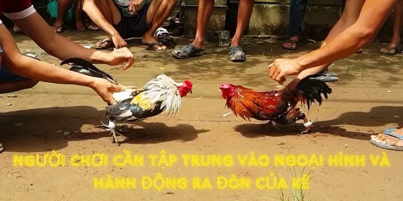 Người chơi cần tập trung vào ngoại hình và hành động ra đòn của kê