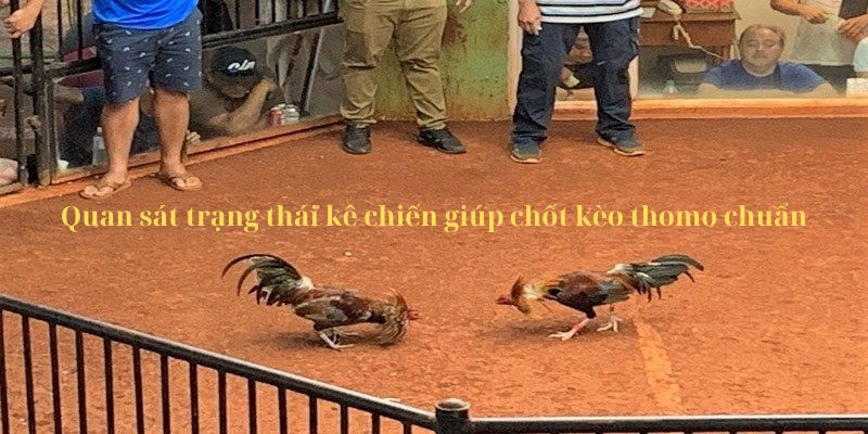 Quan sát trạng thái kê chiến giúp chốt kèo trực tiếp gà đòn thomo chuẩn