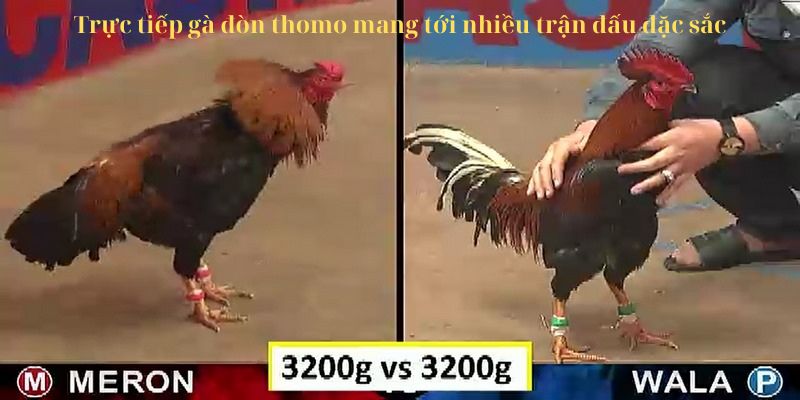 Trực tiếp gà đòn thomo mang tới nhiều trận đấu đặc sắc